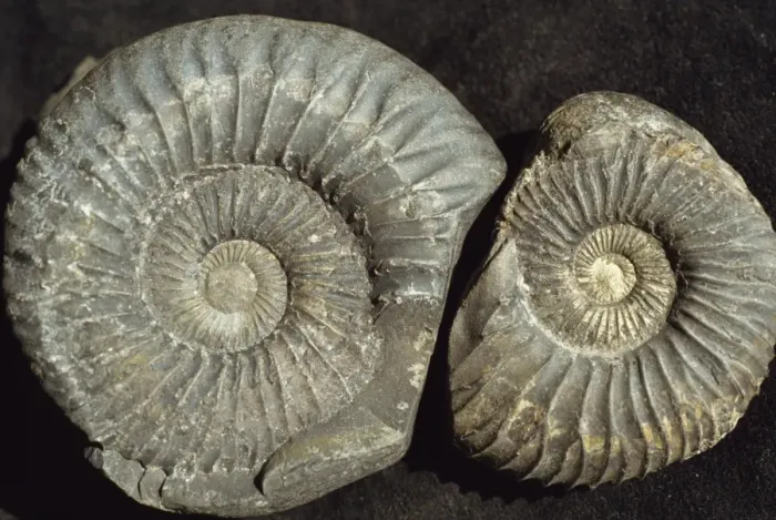 Gerahmter Druck : Ammonit-Fossilien Gerahmter Druck : Ammonit-Fossilien