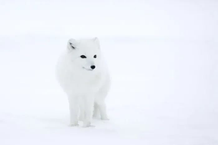 Gerahmter Druck : Polar Fuchs Gerahmter Druck : Polar Fuchs