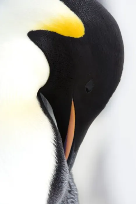 Gerahmter Druck : Kaiserpinguin Gerahmter Druck : Kaiserpinguin
