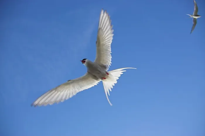 Gerahmter Druck : Aralter Seevogel im Flug Gerahmter Druck : Aralter Seevogel im Flug