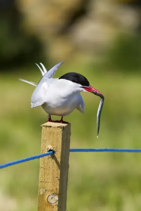 Gerahmter Druck : Arktischer Tern (Sterna paradisaea), mit Fisch, Farne-Inseln, Küste von Nordumbrien Gerahmter Druck : Arktischer Tern (Sterna paradisaea), mit Fisch, Farne-Inseln, Küste von Nordumbrien