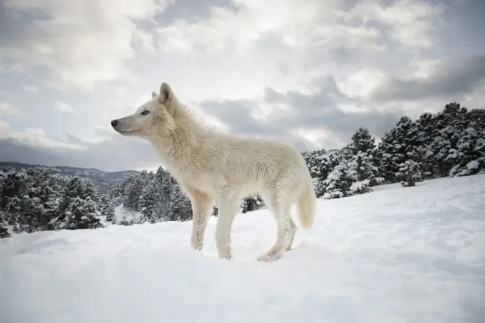 Gerahmter Druck : Auroraschwolf (Canis lupus arctos), Montana, Vereinigte Staaten von Amerika, Nordamerika Gerahmter Druck : Auroraschwolf (Canis lupus arctos), Montana, Vereinigte Staaten von Amerika, Nordamerika