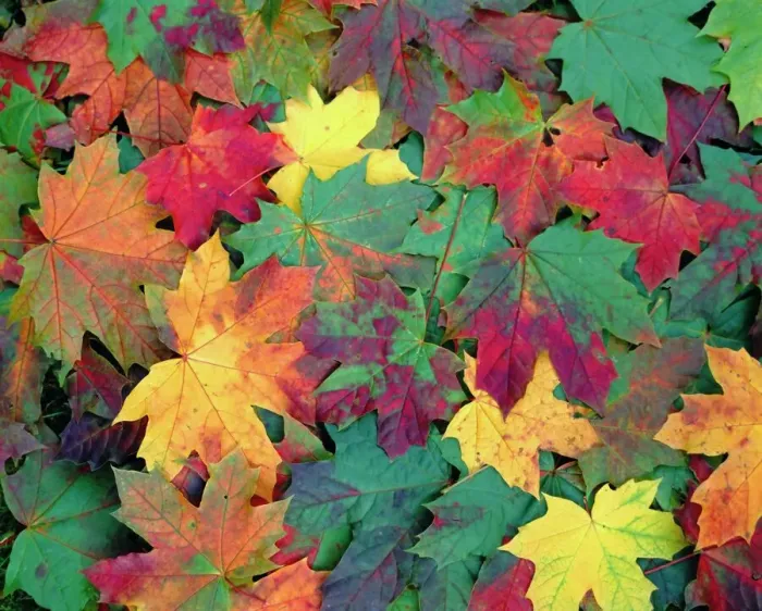 Gerahmter Druck : Herbstlaub Gerahmter Druck : Herbstlaub