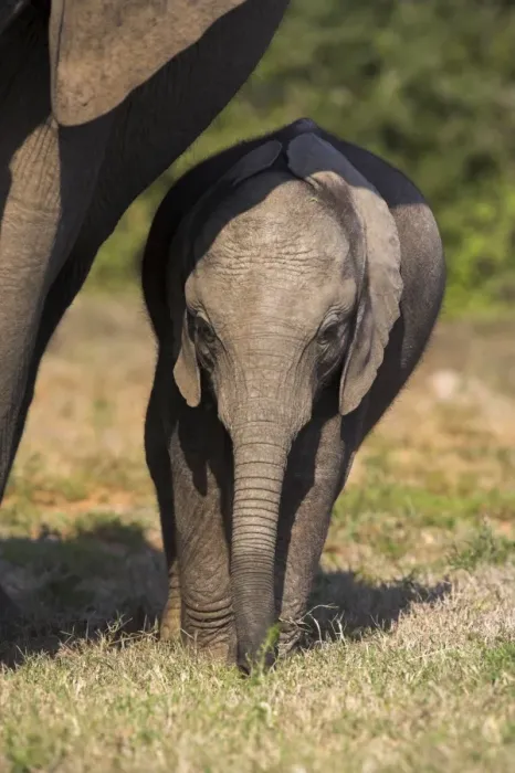 Gerahmter Druck : Riesener Elefant Gerahmter Druck : Riesener Elefant