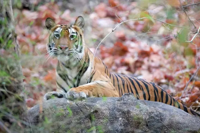 Gerahmter Druck : Tiger aus Bengal Gerahmter Druck : Tiger aus Bengal