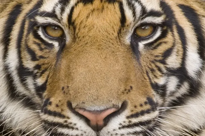 Gerahmter Druck : Tiger aus Bengal Gerahmter Druck : Tiger aus Bengal