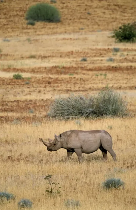 Gerahmter Druck : Schwarzer Rhinoceros Gerahmter Druck : Schwarzer Rhinoceros
