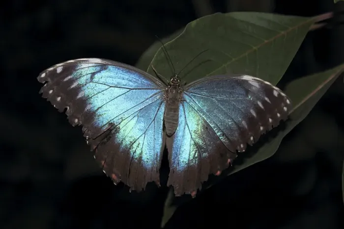 Gerahmter Druck : Blauer Schmetterling-Morfus (Morpho peleide) Gerahmter Druck : Blauer Schmetterling-Morfus (Morpho peleide)