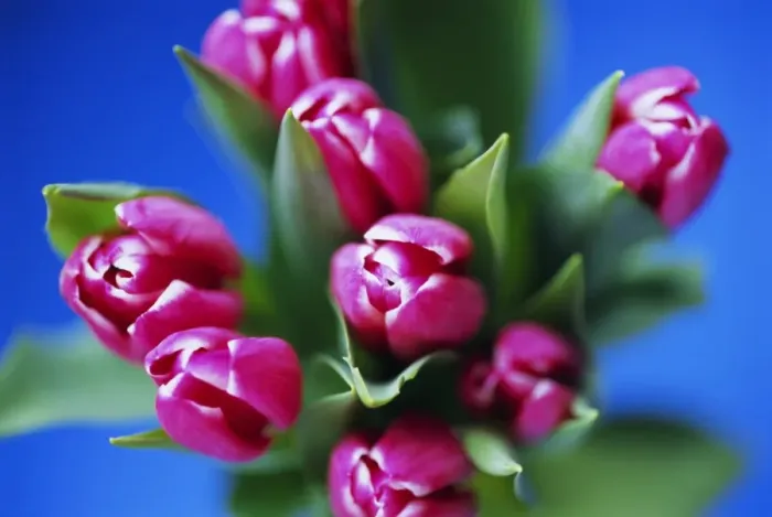 Gerahmter Druck : Haufen rosa Tulpen Gerahmter Druck : Haufen rosa Tulpen