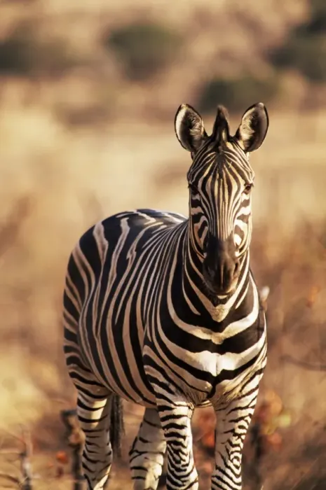 Gerahmter Druck : Burcell's Zebra (Equus burchelli), Mashatu Game Reservat, Botswana, Afrika Gerahmter Druck : Burcell's Zebra (Equus burchelli), Mashatu Game Reservat, Botswana, Afrika