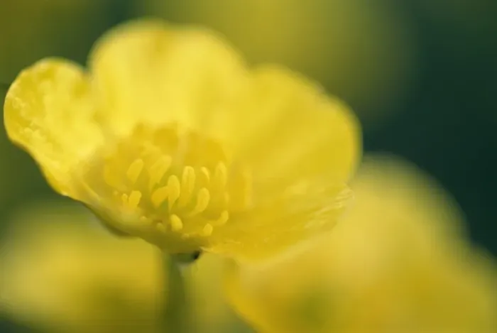 Gerahmter Druck : Buttercups Gerahmter Druck : Buttercups