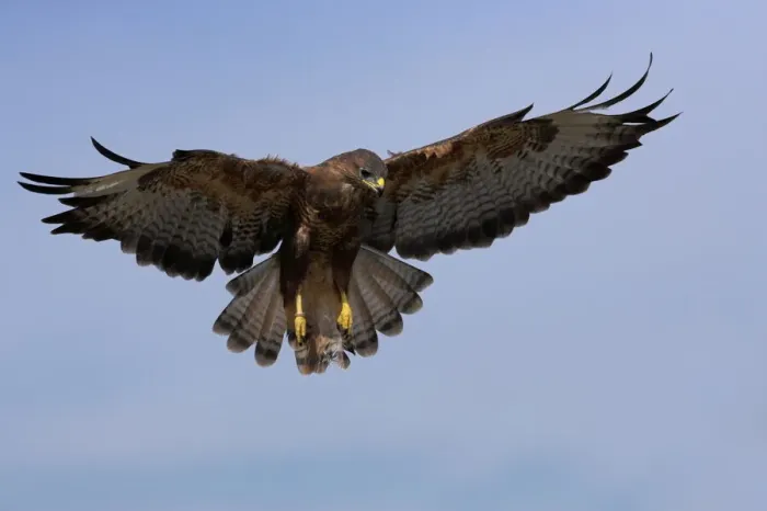 Gerahmter Druck : Achtermann (Buteo buteo), fliegt frei in Gefangenschaften in Kumbrien im Vereinigten Königreich und Europa Gerahmter Druck : Achtermann (Buteo buteo), fliegt frei in Gefangenschaften in Kumbrien im Vereinigten Königreich und Europa