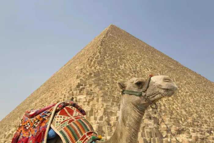 Gerahmter Druck : Kamel, Cheops-Pyramide im Hintergrund, Große Pyramiden von Gizah Gerahmter Druck : Kamel, Cheops-Pyramide im Hintergrund, Große Pyramiden von Gizah