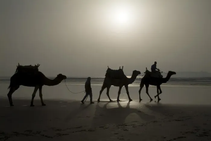 Gerahmter Druck : Kamele am Strand