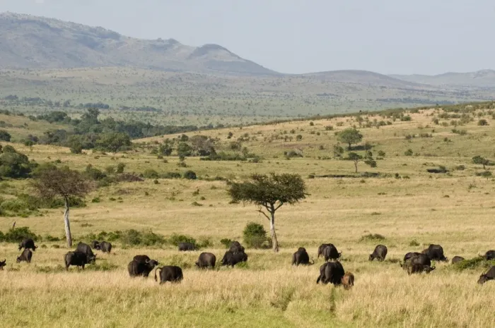 Gerahmter Druck : Kafferbüffel (Syncerus caffer), Masaimara-Nationalpark, Kenia, Ostafrika. Afrika Gerahmter Druck : Kafferbüffel (Syncerus caffer), Masaimara-Nationalpark, Kenia, Ostafrika. Afrika
