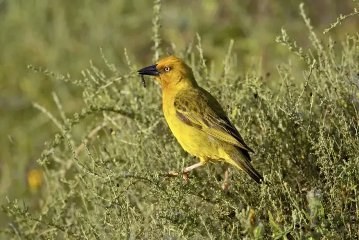 Gerahmter Druck : Kap-Mäusewabe (Ploceus capensis), Addos-Affenbaum-Nationalpark Südafrika Afrika Gerahmter Druck : Kap-Mäusewabe (Ploceus capensis), Addos-Affenbaum-Nationalpark Südafrika Afrika