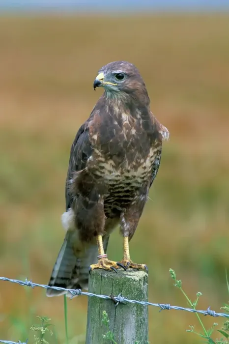 Gerahmter Druck : Fesselungsvogel (Buteo buteo) Gerahmter Druck : Fesselungsvogel (Buteo buteo)