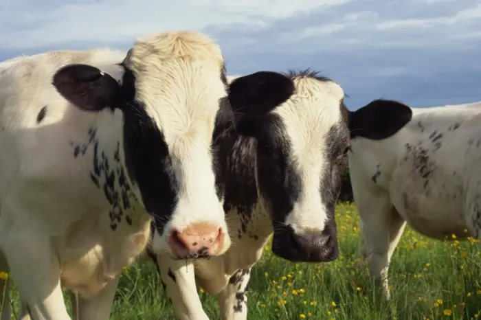 Gerahmter Druck : Cattle Gerahmter Druck : Cattle