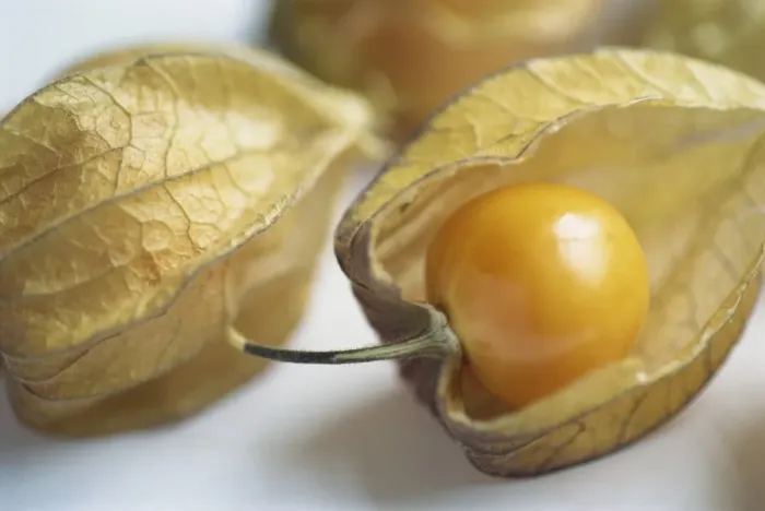 Gerahmter Druck : Chinesischer Kerzenapfel (Physalis) Gerahmter Druck : Chinesischer Kerzenapfel (Physalis)