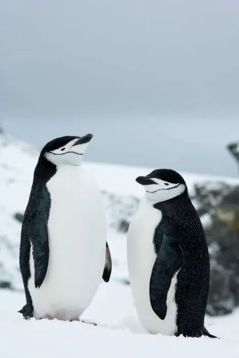 Gerahmter Druck : Kormoranschulternpinguine (Pygoscelis antarcticus), Halbmondinsel, Antarktische Halbinsel Gerahmter Druck : Kormoranschulternpinguine (Pygoscelis antarcticus), Halbmondinsel, Antarktische Halbinsel
