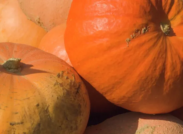 Gerahmter Druck : Enthüllung eines Pumpkinstands