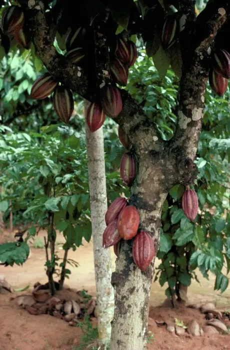 Gerahmter Druck : Kakao-Pods am Baum Gerahmter Druck : Kakao-Pods am Baum