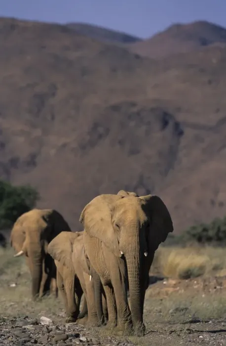 Gerahmter Druck : Wüstenbewohner Elefant Gerahmter Druck : Wüstenbewohner Elefant