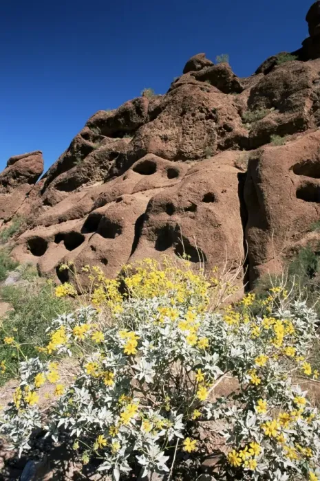 Gerahmter Druck : Wüstenflora unter dem Camelback-Mountain
