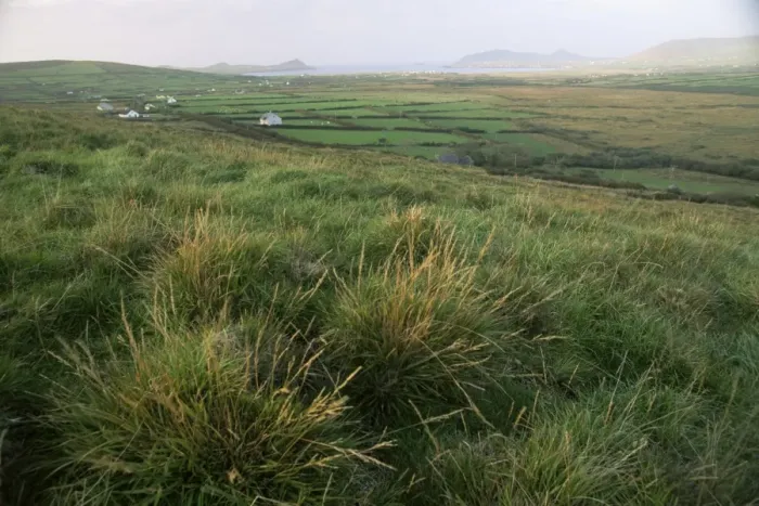 Gerahmter Druck : Dingle Halbinsel Gerahmter Druck : Dingle Halbinsel