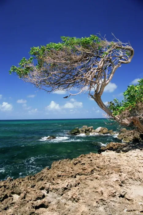 Gerahmter Druck : Die Divi-Divi-Baum, Kudareb-Punkt in der Nähe von Aruba im westlichen Karibikgebiet und dem niederländischen Teil Südamerikas Gerahmter Druck : Die Divi-Divi-Baum, Kudareb-Punkt in der Nähe von Aruba im westlichen Karibikgebiet und dem niederländischen Teil Südamerikas