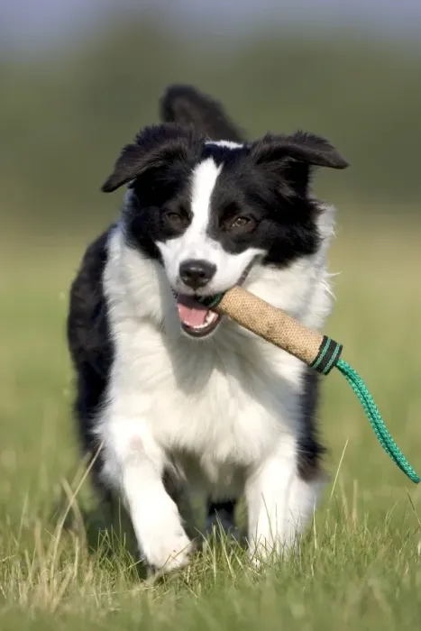 Gerahmter Druck : Hund, Border Collie