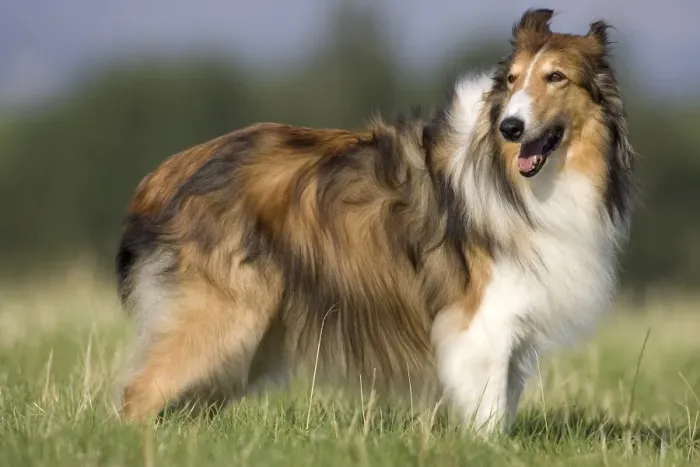 Gerahmter Druck : Hund, Collie Gerahmter Druck : Hund, Collie
