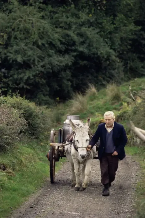 Gerahmter Druck : Donkey cart Gerahmter Druck : Donkey cart