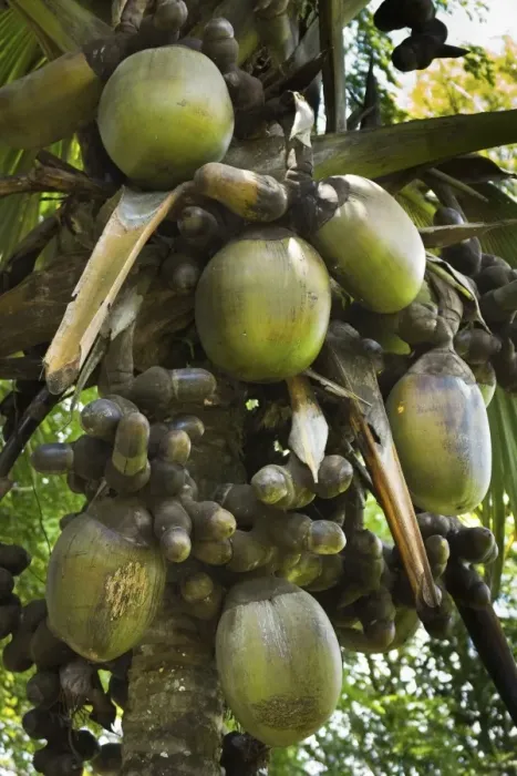 Gerahmter Druck : Doppelschokoko (Palme Coco de Mer), größte Pflanzenfrucht der Welt, Königlichen botanischen Gärten Gerahmter Druck : Doppelschokoko (Palme Coco de Mer), größte Pflanzenfrucht der Welt, Königlichen botanischen Gärten