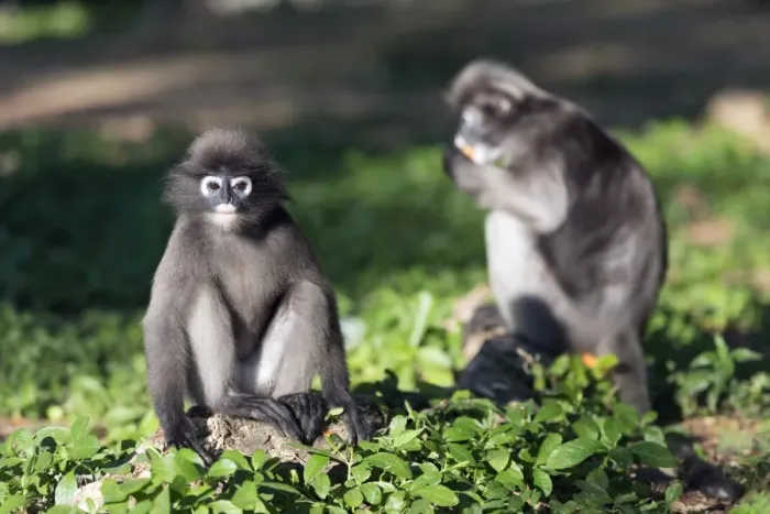 Gerahmter Druck : Schwarzer Langur Affe (Trachypithecus obscurus), Prachuap-Kiri-Khan, Thailand, Südostasien Gerahmter Druck : Schwarzer Langur Affe (Trachypithecus obscurus), Prachuap-Kiri-Khan, Thailand, Südostasien