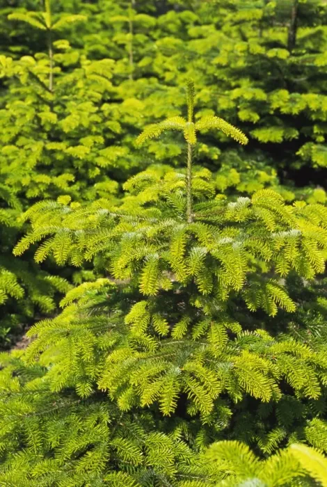 Gerahmter Druck : Fir trees. Fichtenbäume Gerahmter Druck : Fir trees. Fichtenbäume