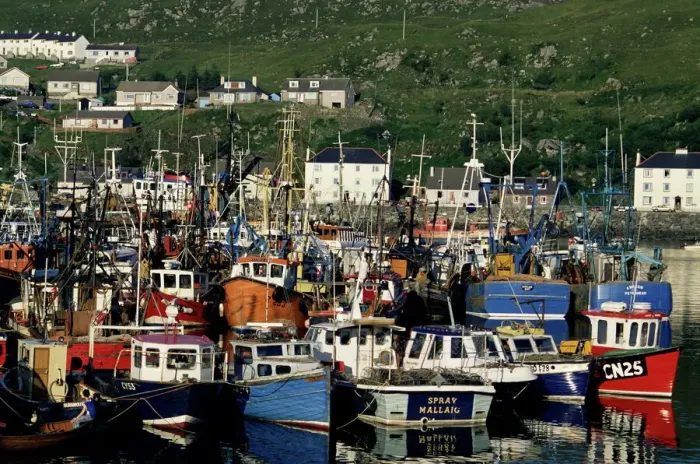 Gerahmter Druck : Fischereiflotte im Hafen Gerahmter Druck : Fischereiflotte im Hafen