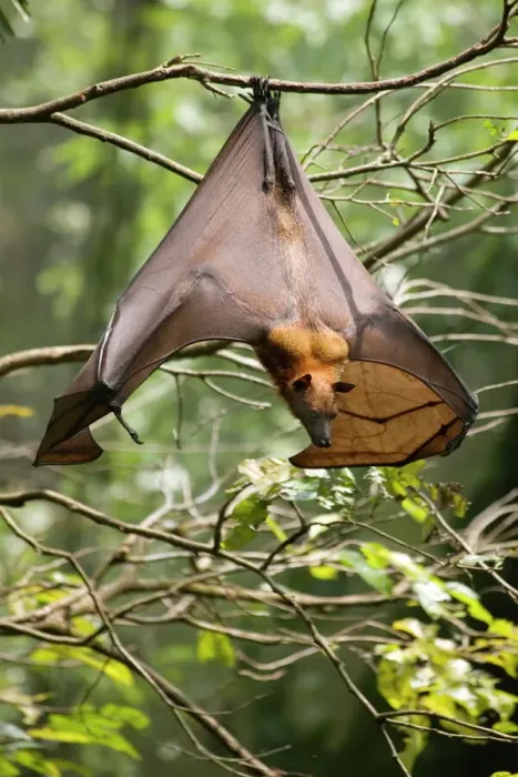 Gerahmter Druck : Bäumebär (Fliegendes Fuchsbaumfledermaus), Chiroptera, Pteropodidae Gerahmter Druck : Bäumebär (Fliegendes Fuchsbaumfledermaus), Chiroptera, Pteropodidae