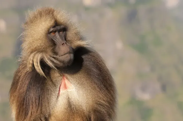 Gerahmter Druck : Geladabär (Theropithecus gelada), Simiens-Nationalpark in der Region Amhara im Norden Äthiopiens und Afrika Gerahmter Druck : Geladabär (Theropithecus gelada), Simiens-Nationalpark in der Region Amhara im Norden Äthiopiens und Afrika