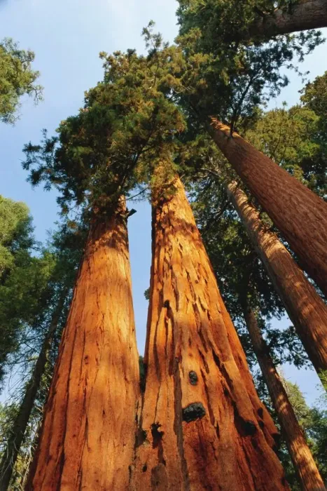 Gerahmter Druck : Riesen-Eichenbaum Gerahmter Druck : Riesen-Eichenbaum