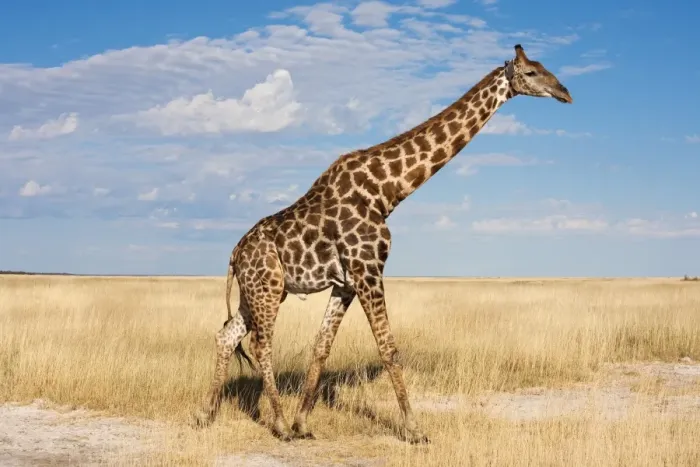 Gerahmter Druck : Rheinlöwe (Giraffa camelopardalis), Etoscha-Nationalpark, Namibien, Afrika Gerahmter Druck : Rheinlöwe (Giraffa camelopardalis), Etoscha-Nationalpark, Namibien, Afrika