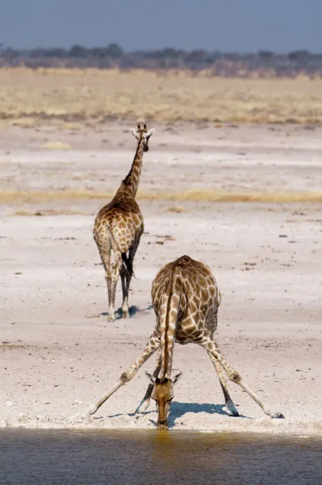 Gerahmter Druck : Giraffe (Giraffa camelopardalis), Etosha-Nationalpark, Namibia, Afrika Gerahmter Druck : Giraffe (Giraffa camelopardalis), Etosha-Nationalpark, Namibia, Afrika