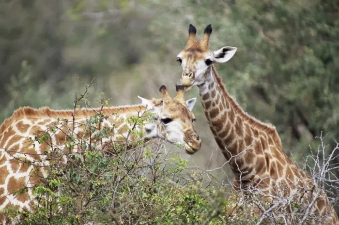Gerahmter Druck : Rindertier (Giraffa camelopardalis) Gerahmter Druck : Rindertier (Giraffa camelopardalis)