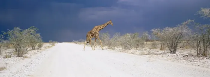 Gerahmter Druck : Giraffe und Sturmmolten Gerahmter Druck : Giraffe und Sturmmolten