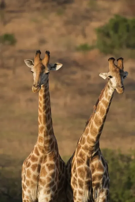 Gerahmter Druck : Giraffen (Giraffa camelopardalis) Gerahmter Druck : Giraffen (Giraffa camelopardalis)