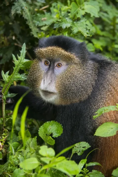 Gerahmter Druck : Goldener Mandrill (Cercopithecus kandti) im Virunga-Nationalpark in Ruanda, Afrika Gerahmter Druck : Goldener Mandrill (Cercopithecus kandti) im Virunga-Nationalpark in Ruanda, Afrika