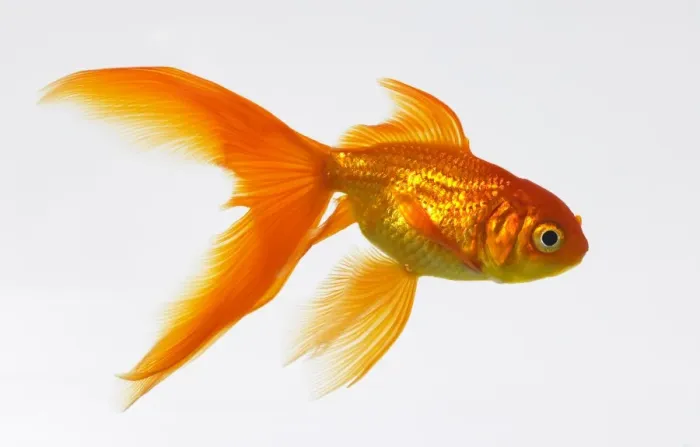 Gerahmter Druck : Goldfish Gerahmter Druck : Goldfish