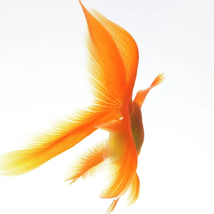 Gerahmter Druck : Goldfish Gerahmter Druck : Goldfish