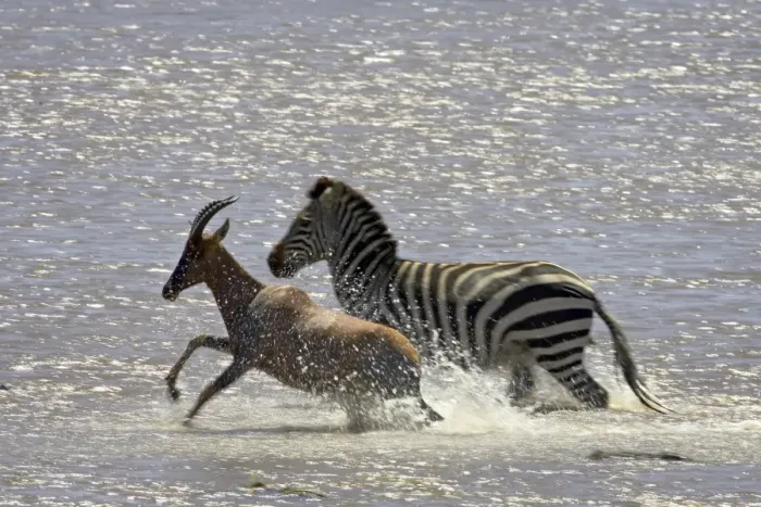 Gerahmter Druck : Streitzebra Gerahmter Druck : Streitzebra