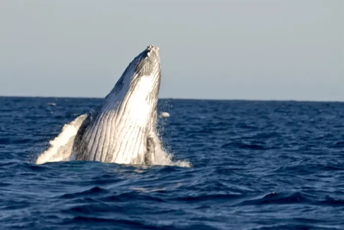 Gerahmter Druck : Wale Humpbackschwalbe (Megaptera novaeangliae), Île Sainte-Marie, Madagaskar, Indischer Ozean Gerahmter Druck : Wale Humpbackschwalbe (Megaptera novaeangliae), Île Sainte-Marie, Madagaskar, Indischer Ozean
